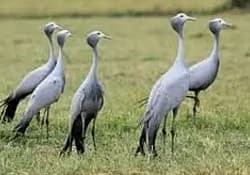Bird watching